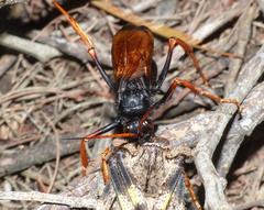 Tachypompilus ignitus