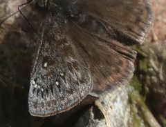 Erynnis meridianus