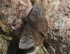 Erynnis meridianus