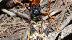 Tachypompilus ignitus