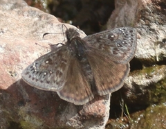 Erynnis meridianus