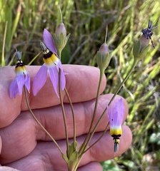 Primula clevelandii gracilis