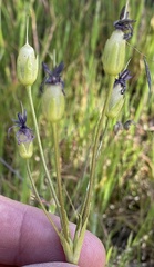 Primula clevelandii gracilis