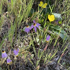 Primula clevelandii gracilis