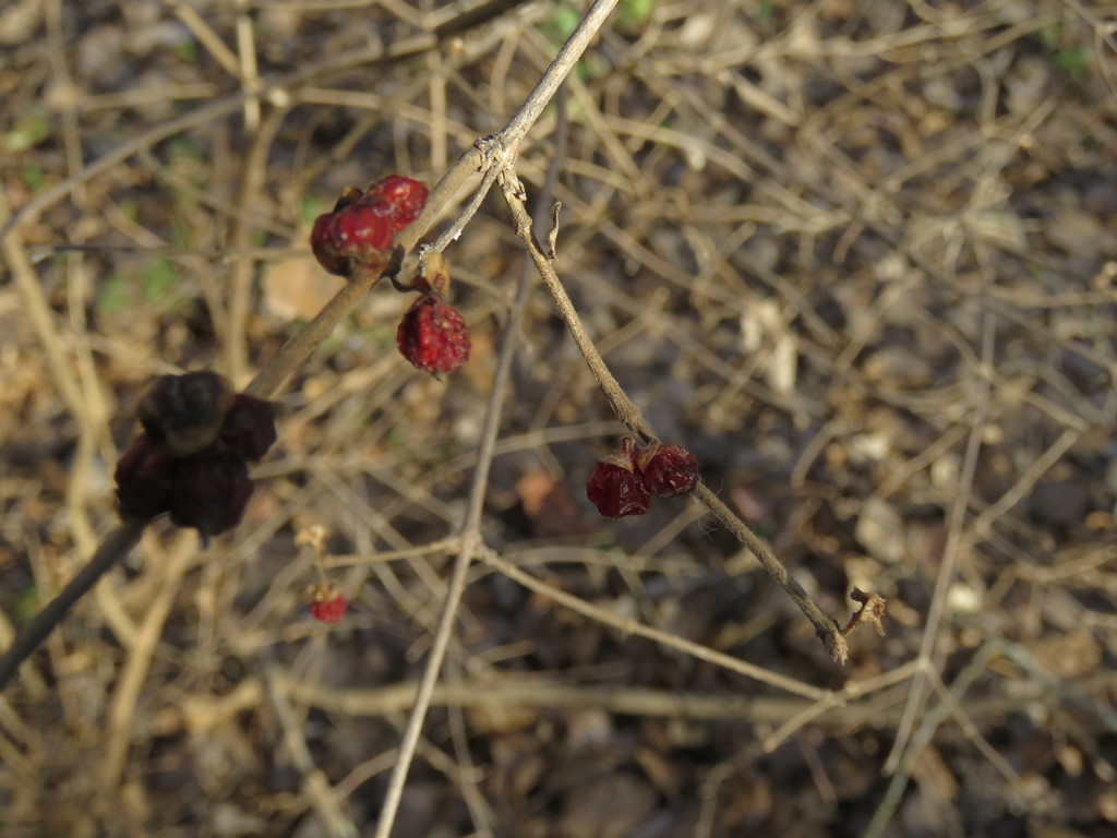 Amur honeysuckle from Sedgwick County, KS, USA on January 24, 2022 at