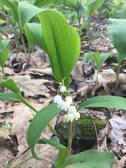Convallaria pseudomajalis