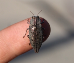 Dicerca hornii