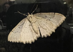 Triphosa