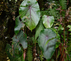 Gobenia