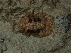 Platydoris scabra