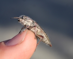Dicerca hornii