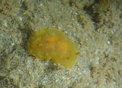 Doriopsilla carneola