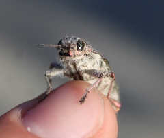 Dicerca hornii