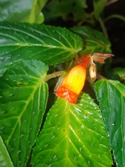 Begonia longirostris