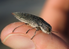 Dicerca hornii
