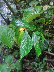 Begonia longirostris