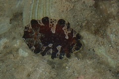 Platydoris dierythros