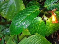 Begonia longirostris