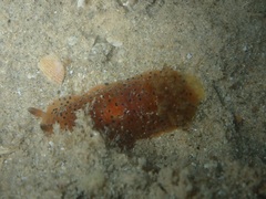 Dendrodoris guttata
