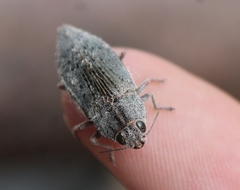 Dicerca hornii