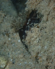 Dendrodoris nigra