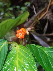 Begonia longirostris