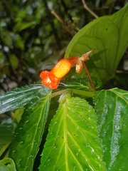 Begonia longirostris