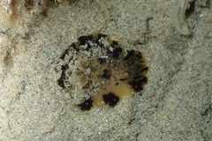 Dendrodoris atromaculata