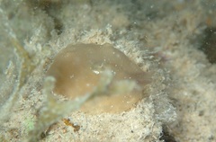 Nudipleura