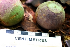 Syzygium gustavioides