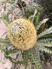 Banksia speciosa