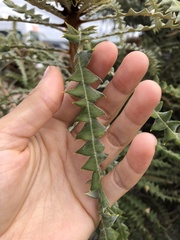 Banksia speciosa