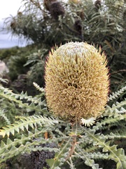 Banksia speciosa