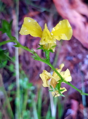 Goodenia decurrens