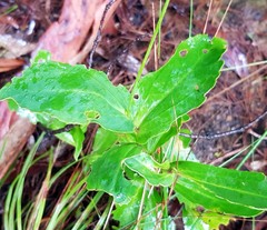 Goodenia decurrens