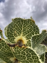 Hakea victoria