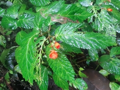 Begonia longirostris