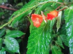 Begonia longirostris