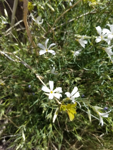 Image of Phlox tenuifolia by (c) Grant Mullen, some rights reserved (CC BY-SA)