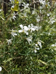 Phlox tenuifolia