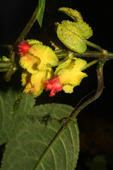Drymonia tenuis
