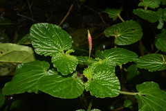 Peperomia pachystachya