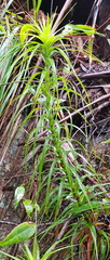 Dracophyllum secundum