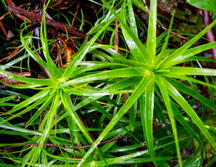 Dracophyllum secundum