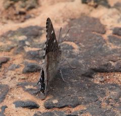 Charaxes guderiana guderiana