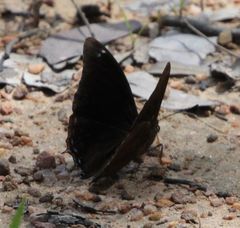 Charaxes manica manica