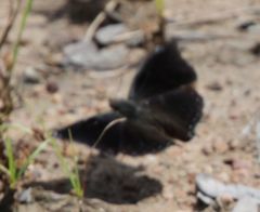 Charaxes manica manica