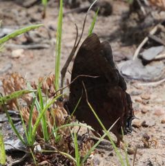 Charaxes manica manica