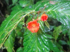 Begonia longirostris