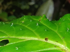 Begonia longirostris